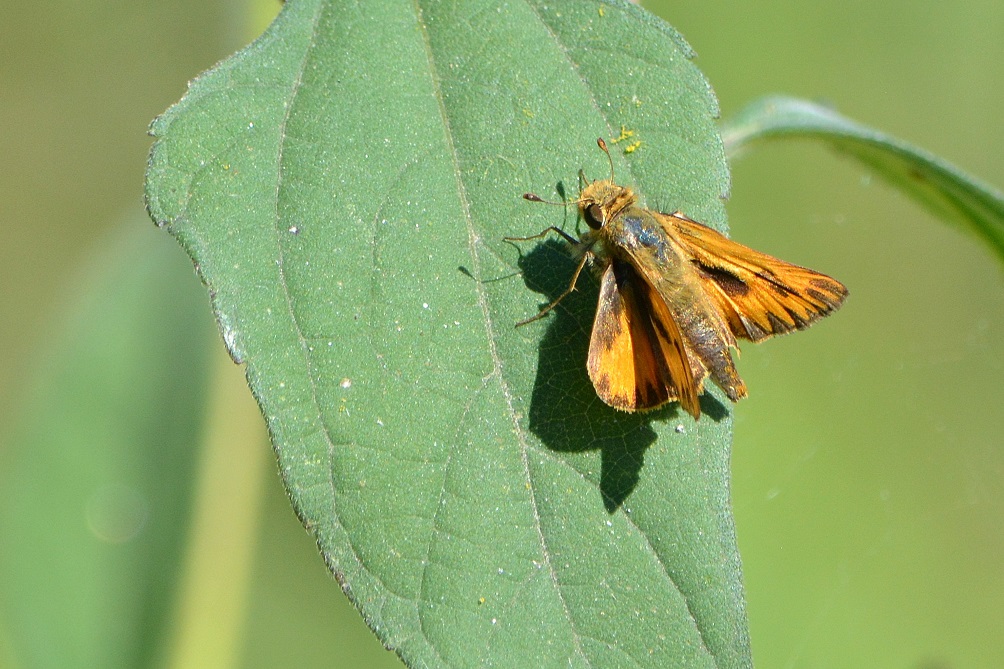 Foto Saltarina Amarilla