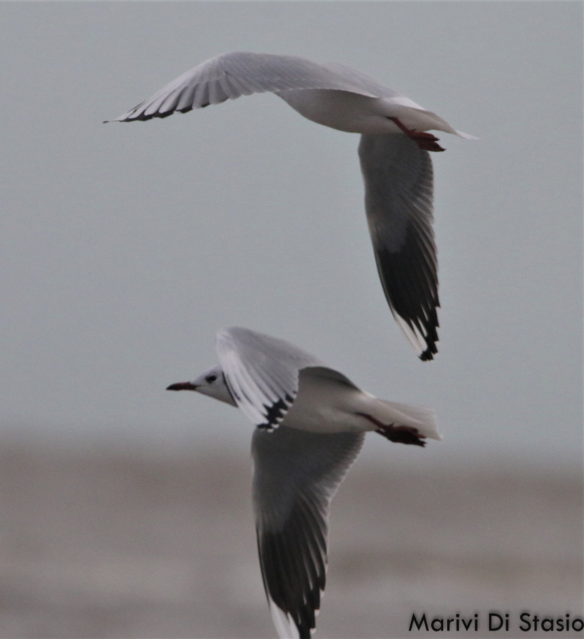 Photo Gaviota Capucho Café