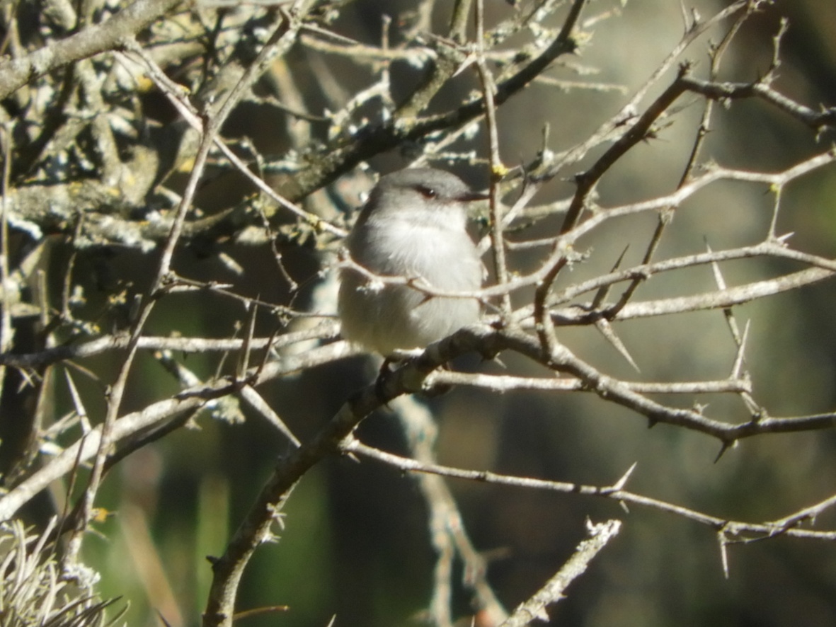 Photo Piojito Gris