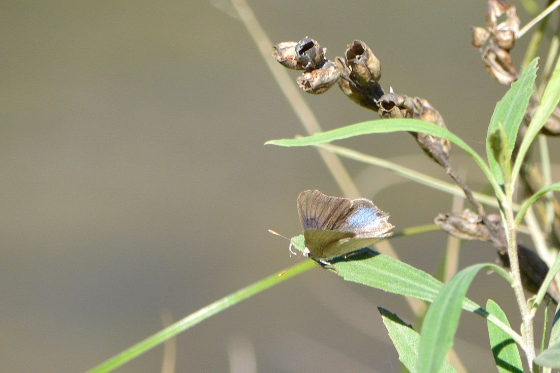 Foto Cebrita Serrana