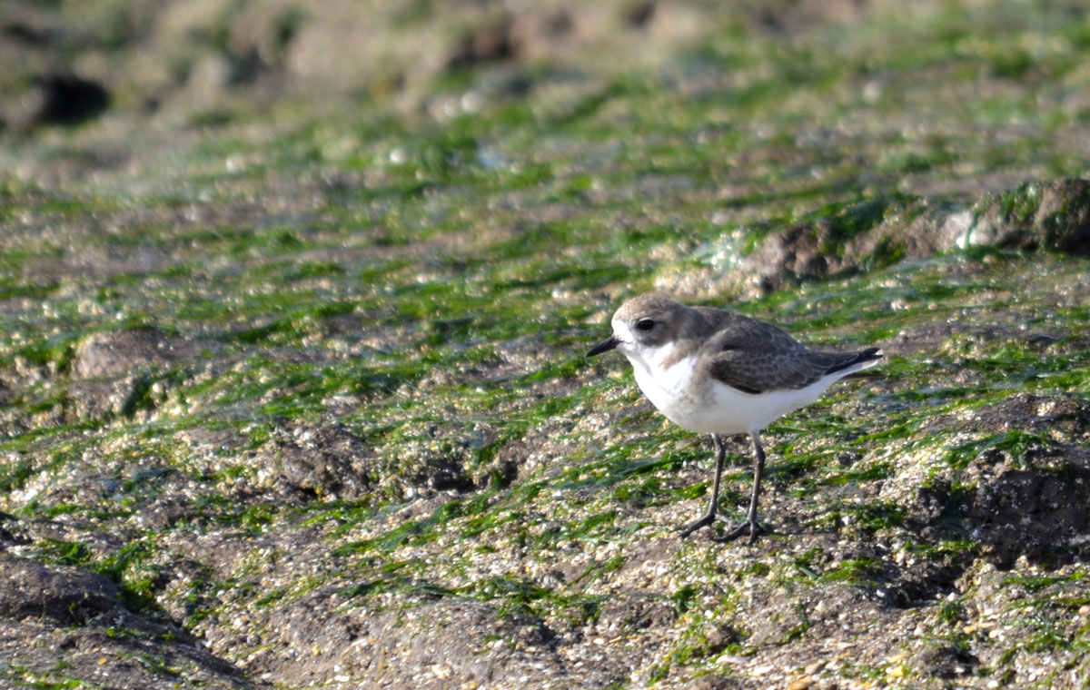 Photo Chorlito Doble Collar