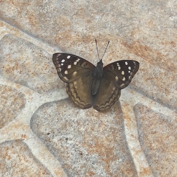 Photo Índigo