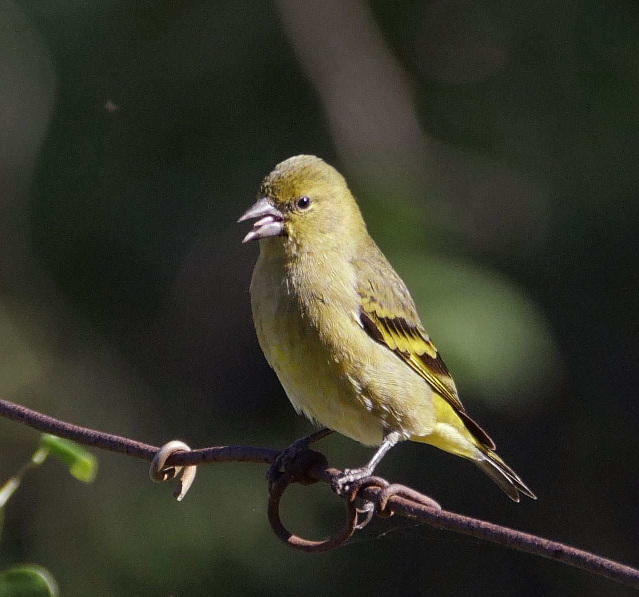 Foto Cabecitanegra Común