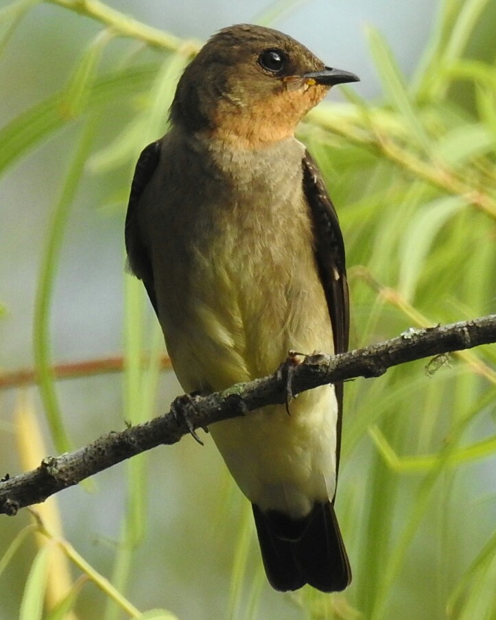 Photo Golondrina Ribereña