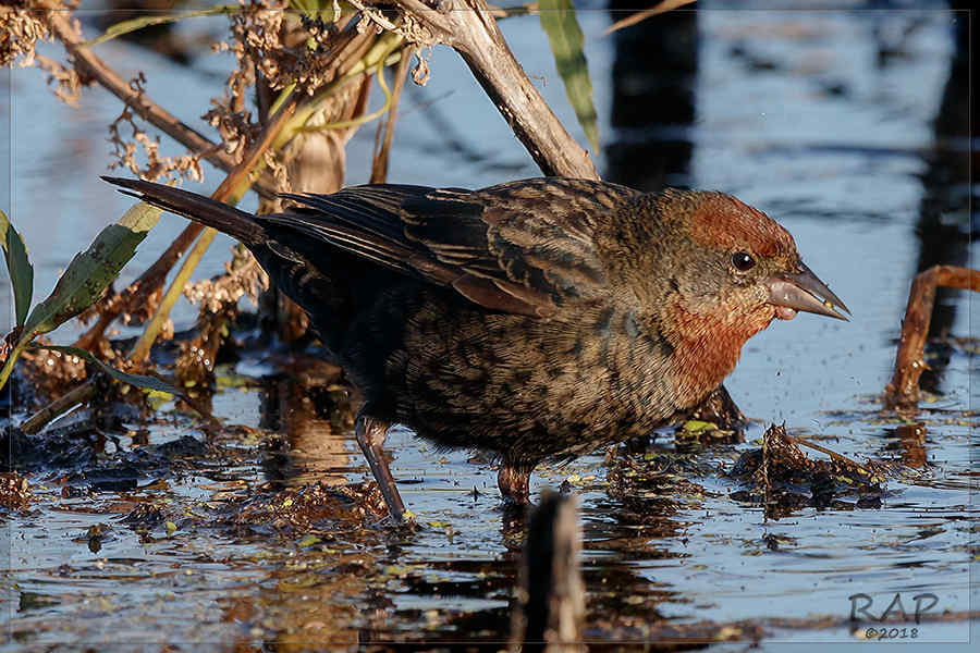 Foto Varillero Congo