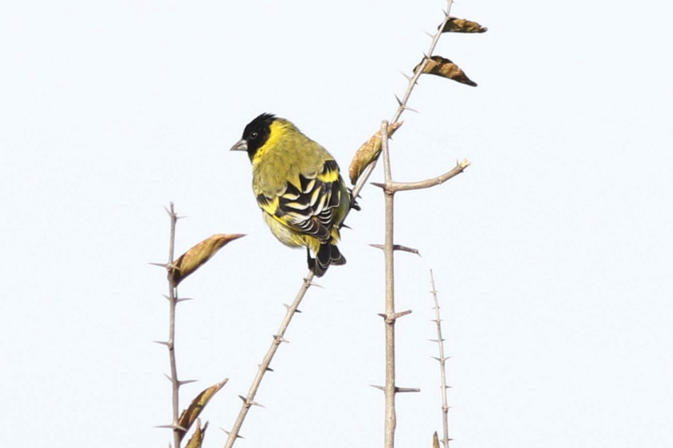 Foto Cabecitanegra Común