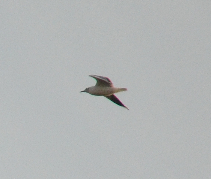 Photo Gaviota Capucho Gris