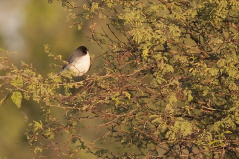Photo Monterita Cabeza Negra