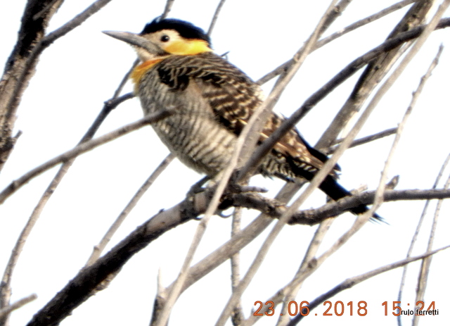 Foto Carpintero Campestre
