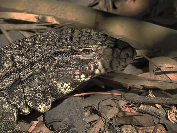 Photo Lagarto Overo