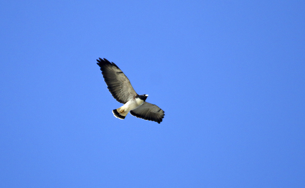 Foto Aguilucho Alas Largas