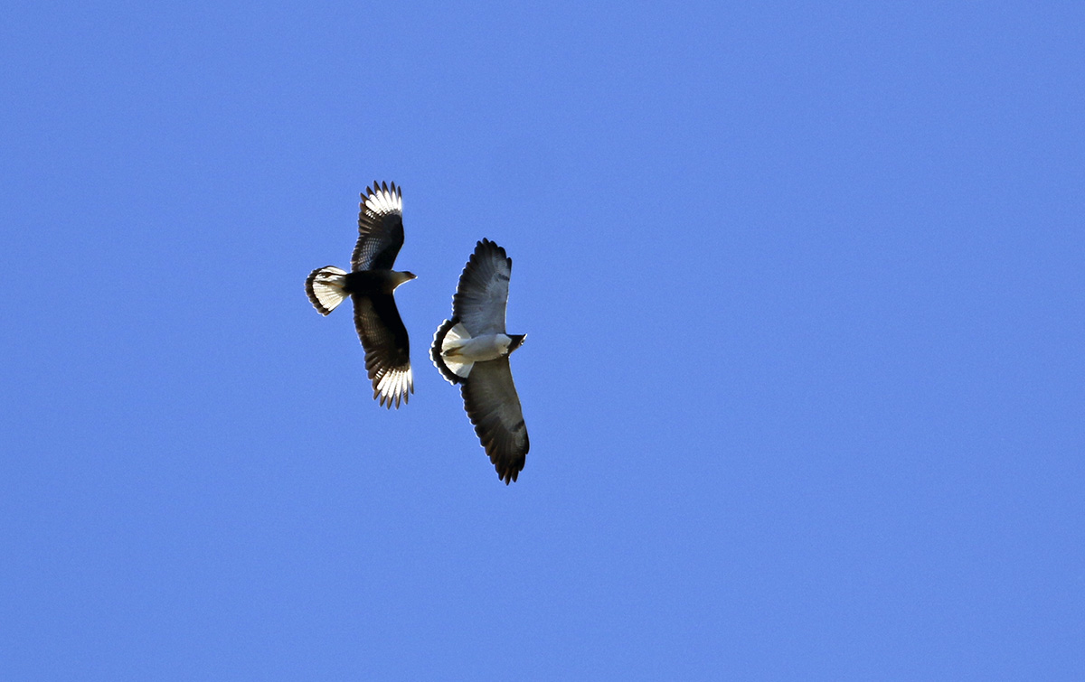 Foto Aguilucho Alas Largas