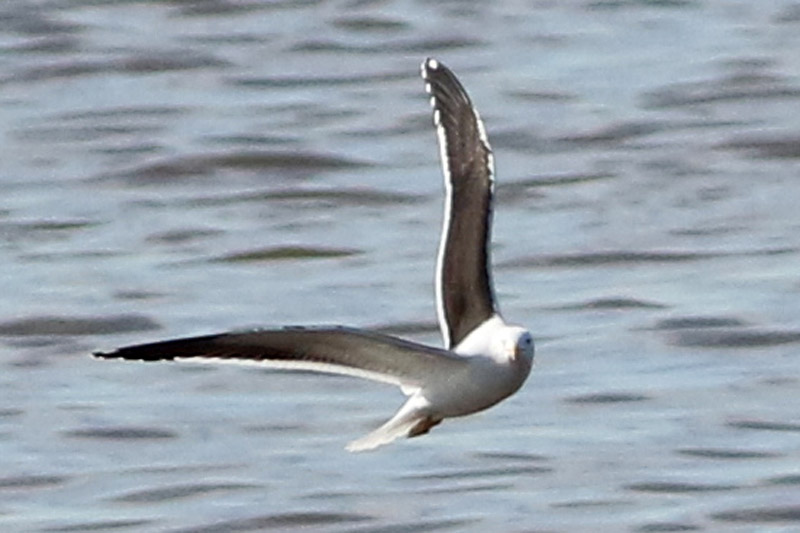 Foto Gaviota Cocinera