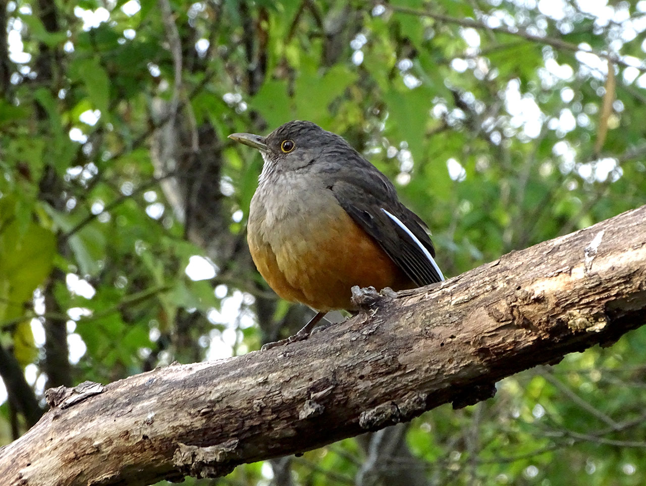 Zorzal Colorado (Turdus rufiventris)