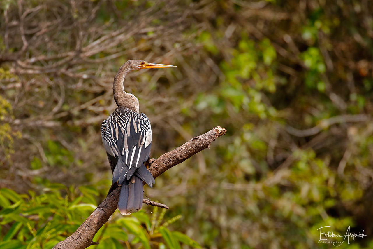 Biguatinga, Anhinga (Nome em inglês) Anhinga anhinga (Nome …