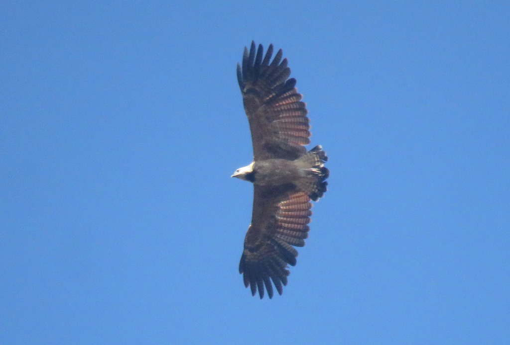 Foto Aguilucho Pampa