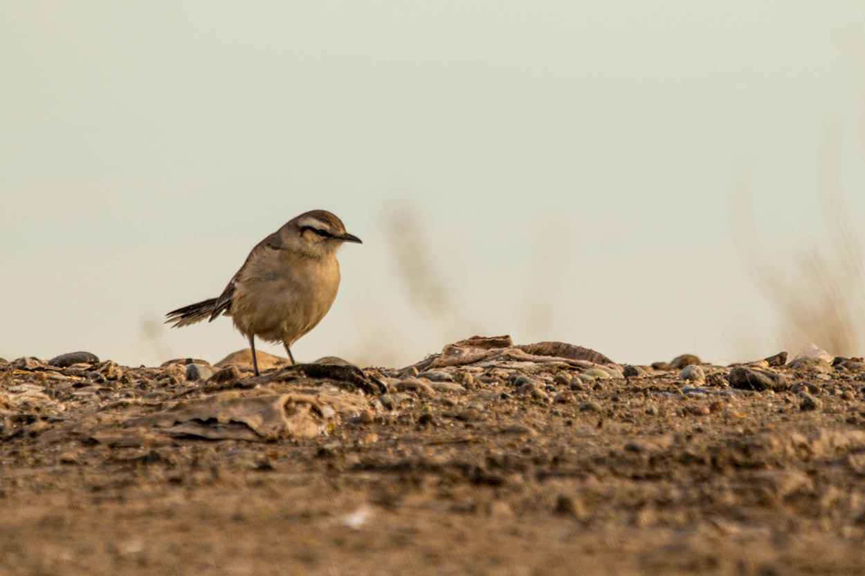 Foto Calandria Mora