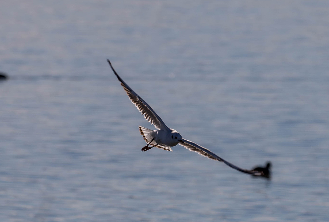 Foto Gaviota Capucho Café
