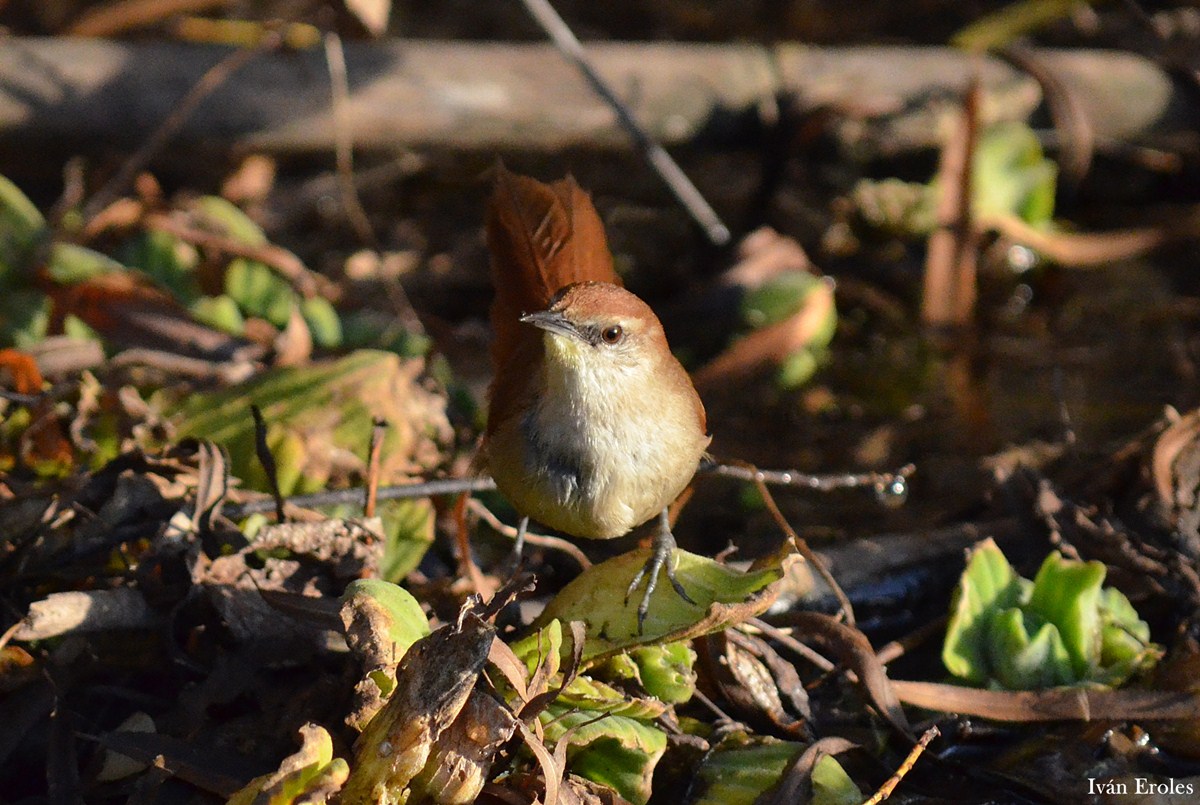 Photo Curutié Colorado