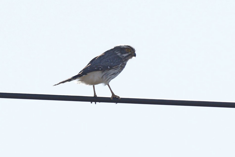 Foto Halconcito Gris