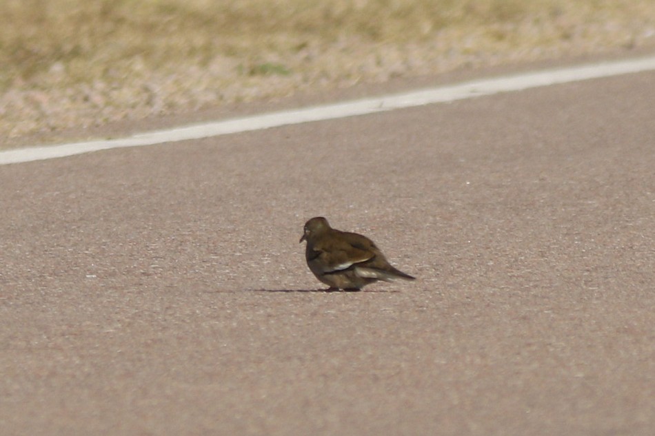 Photo Torcacita Común