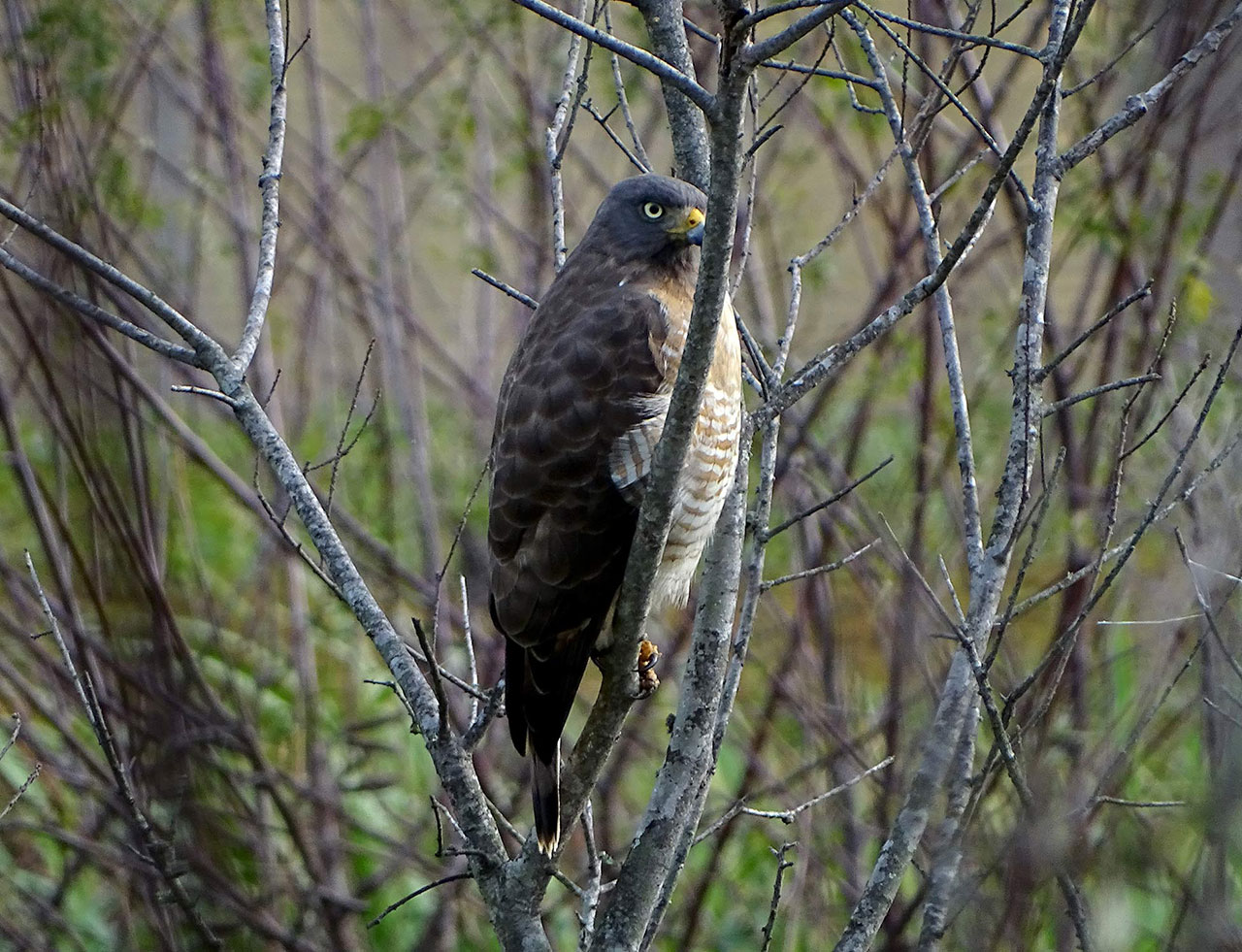 Roadside Hawk (Rupornis magnirostris)