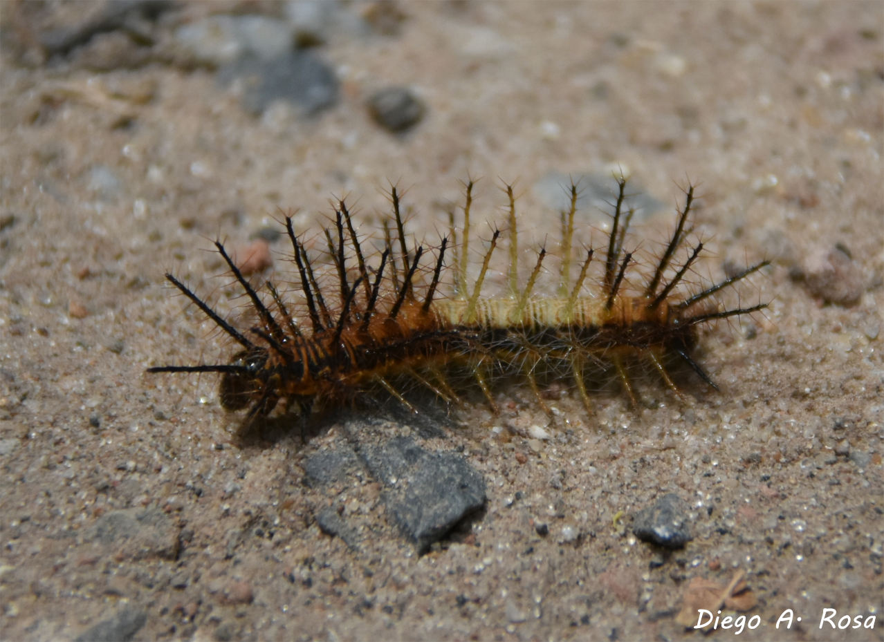 Foto Perezosa Común