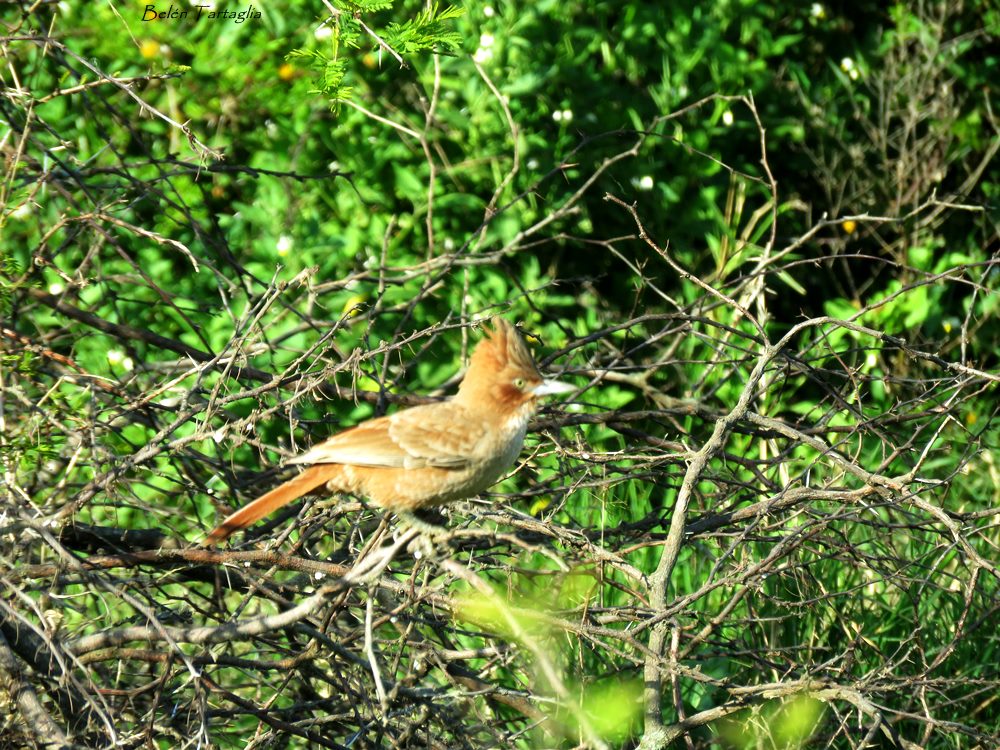 Foto Cacholote Castaño