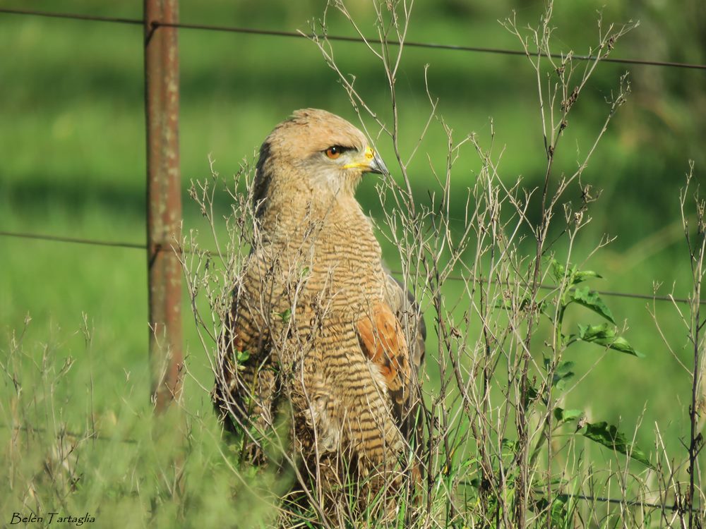 Foto Aguilucho Colorado