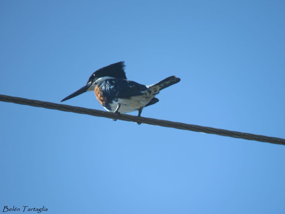 Foto Martín Pescador Chico