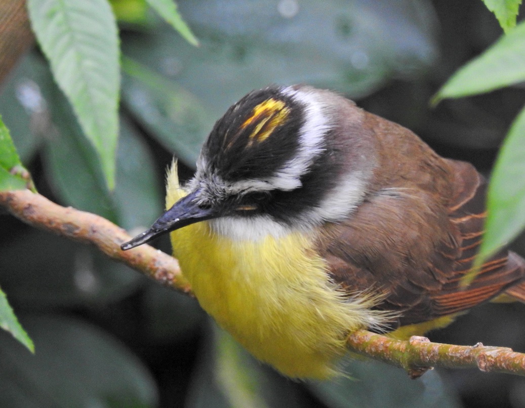 Foto Benteveo Común