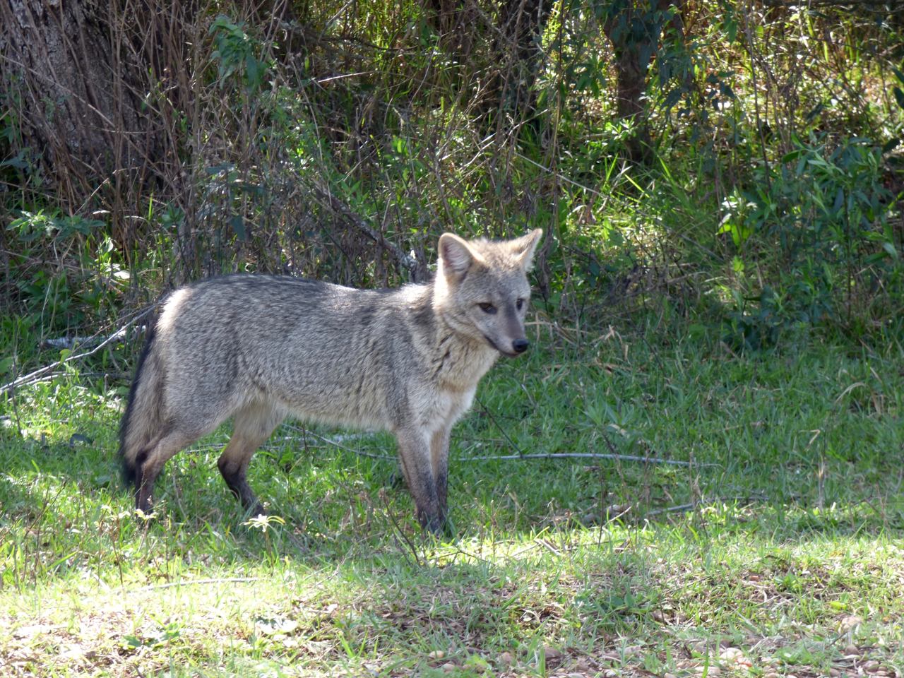 Foto Zorro de Monte