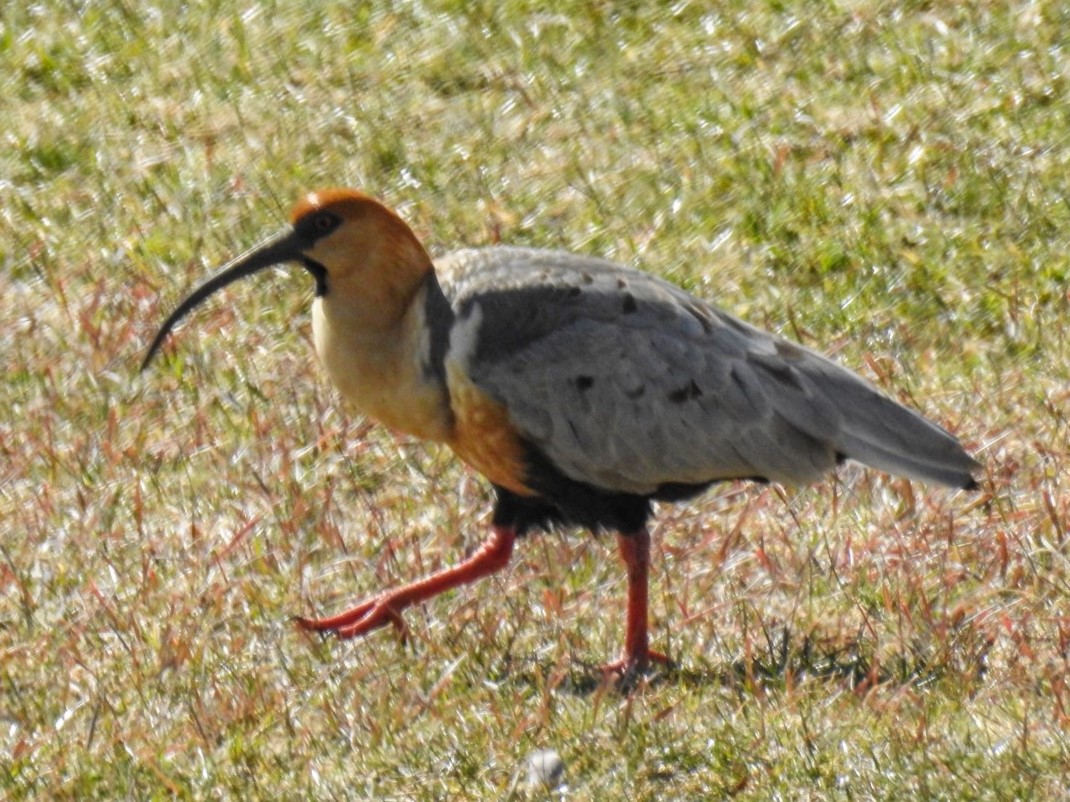 Foto Bandurria Austral