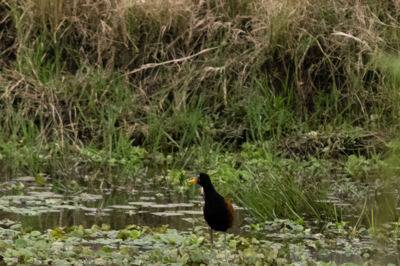 Foto Jacana