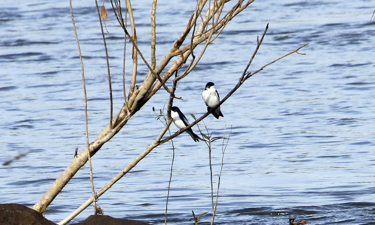 Photo Golondrina Ala Blanca