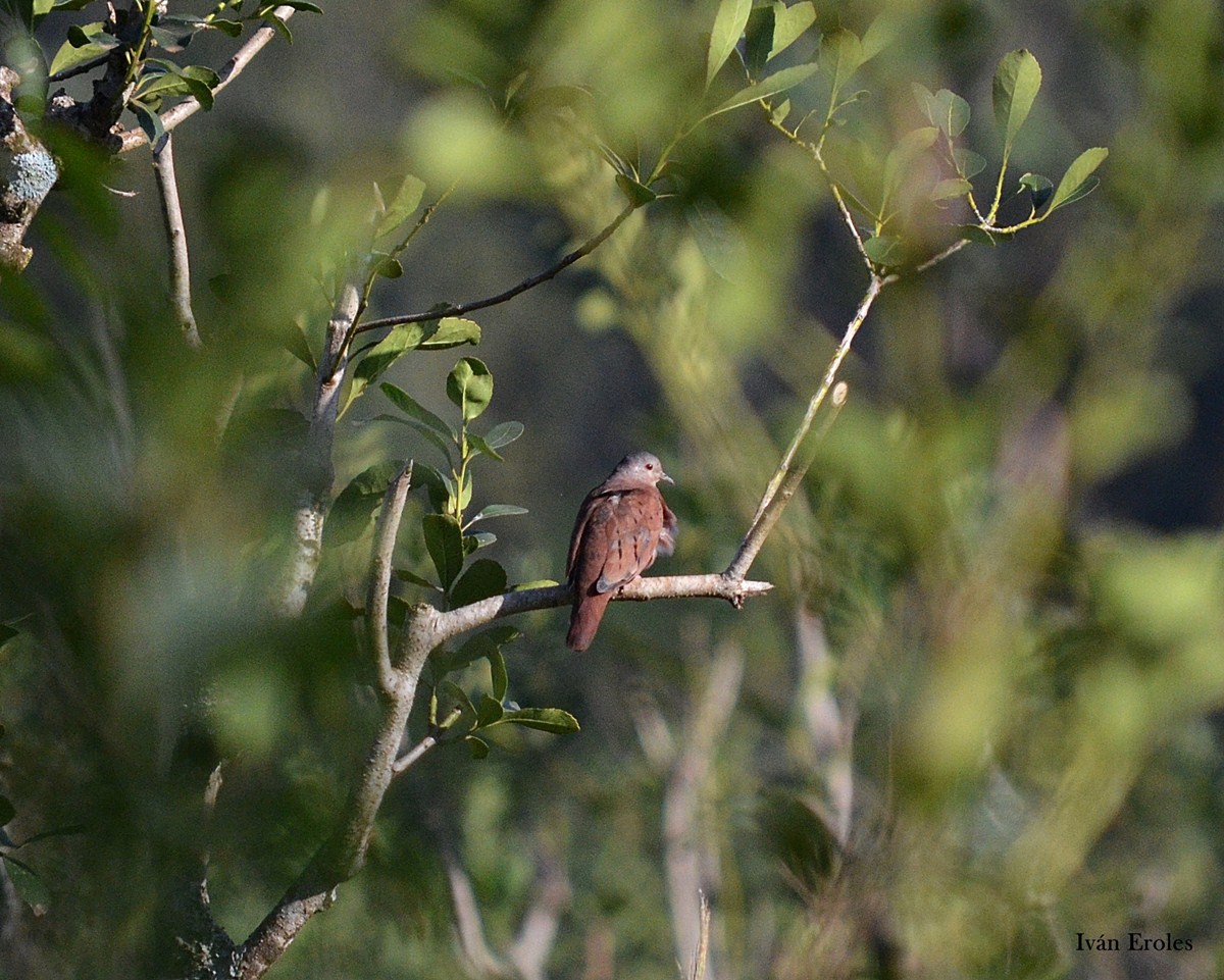 Photo Torcacita Colorada
