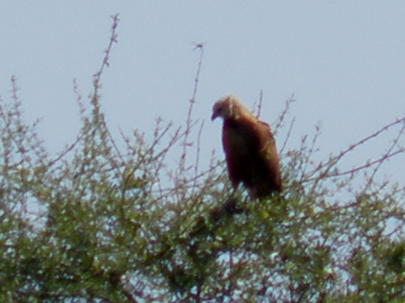 Foto Aguilucho Pampa