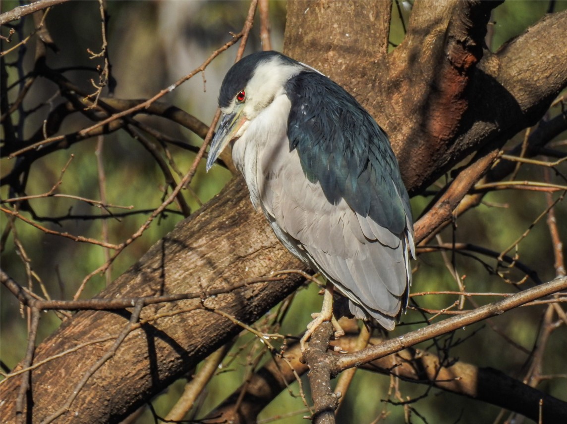 Foto Garza Bruja