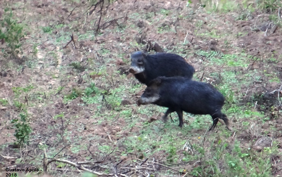 Foto Pecarí Labiado