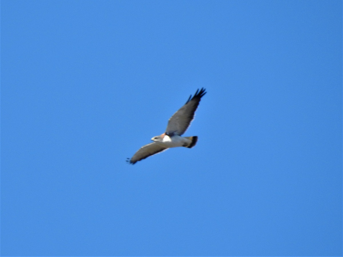 Foto Aguilucho Común