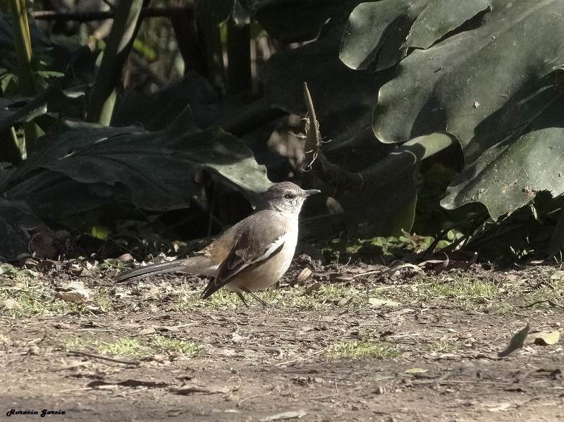 Photo Calandria Real