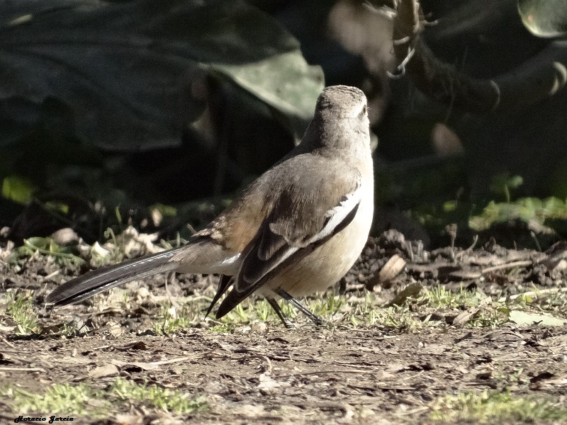 Photo Calandria Real