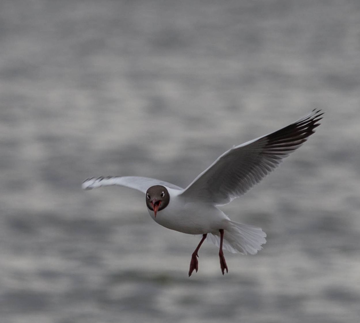 Foto Gaviota Capucho Café