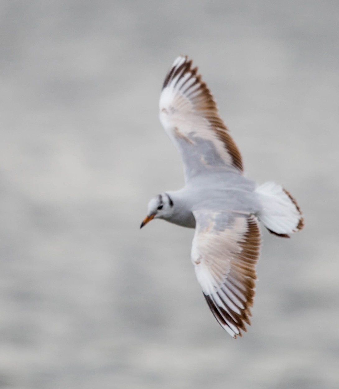 Foto Gaviota Capucho Café