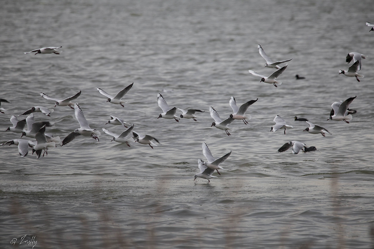 Foto Gaviota Capucho Café