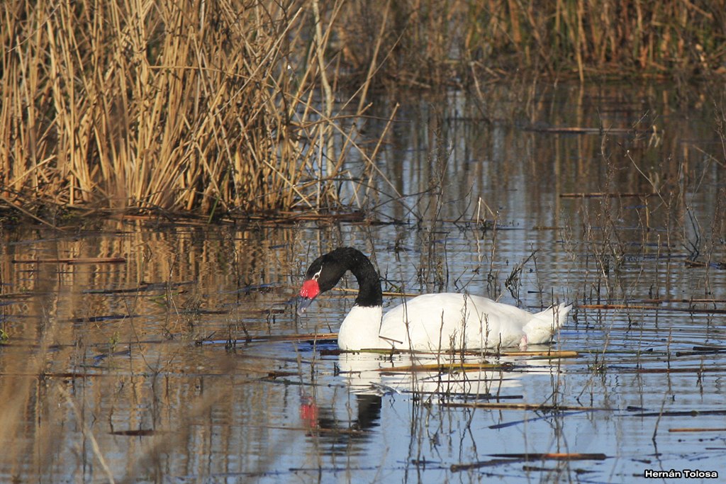 Foto Cisne Cuello Negro
