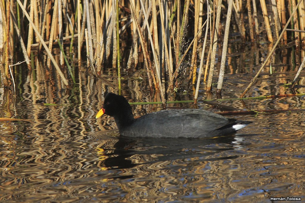 Foto Gallareta Escudete Rojo