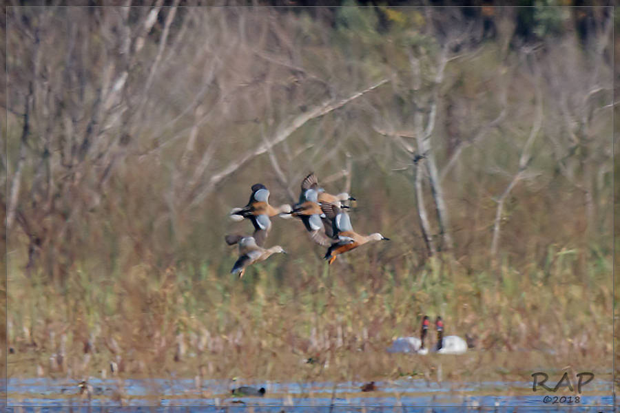 Red Shoveler (Spatula platalea)