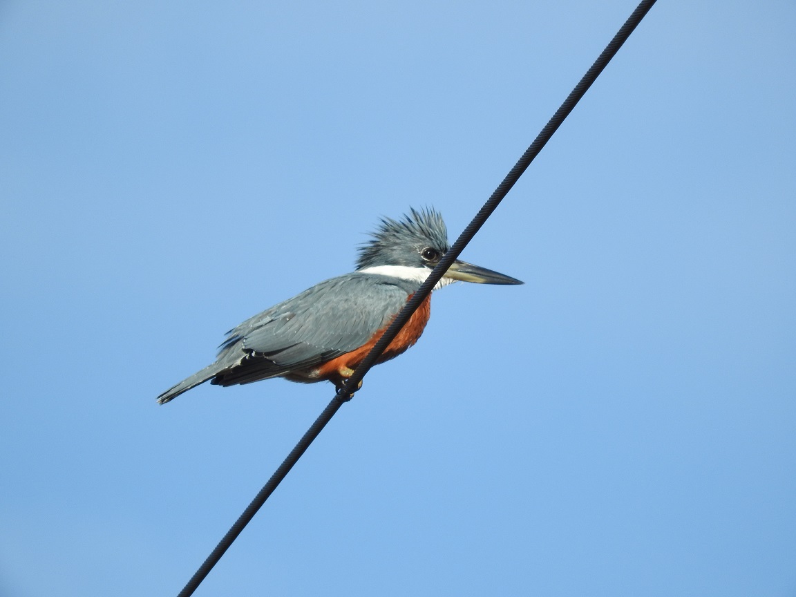 Foto Martín Pescador Grande