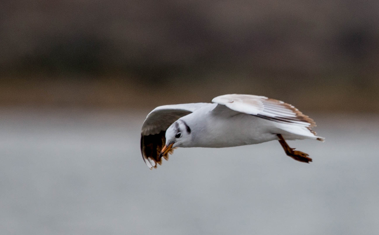 Foto Gaviota Capucho Café